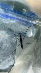 Aquarius elongatus