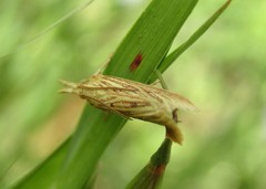 Ematheudes punctella