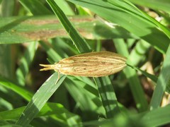 Ematheudes punctella