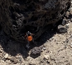 Odynerus cinnabarinus