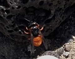 Odynerus cinnabarinus