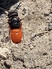 Odynerus cinnabarinus