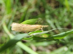 Ematheudes punctella