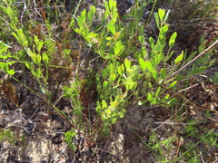 Rafnia elliptica
