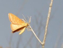 Idaea ochrata