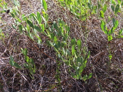 Rafnia elliptica