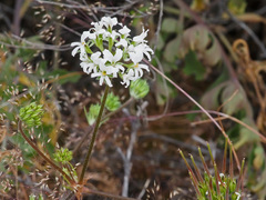 Pelargonium violiflorum