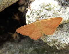 Idaea ochrata