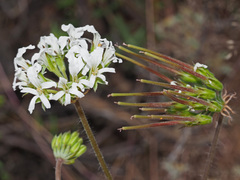 Pelargonium violiflorum