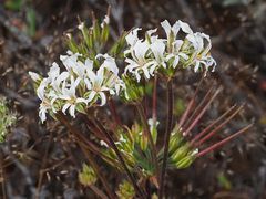 Pelargonium violiflorum