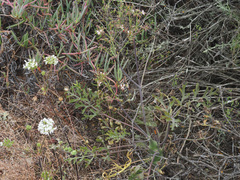 Pelargonium keerombergense
