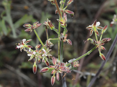 Pelargonium keerombergense
