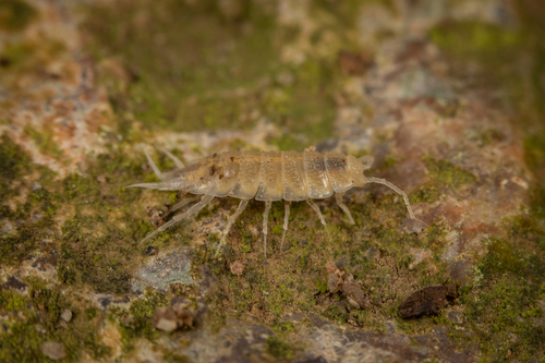 Alpioniscus fragilis