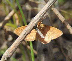 Idaea ochrata