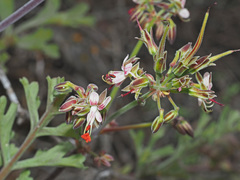 Pelargonium keerombergense