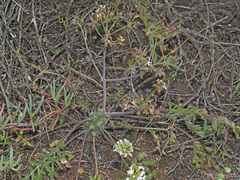 Pelargonium keerombergense