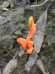 Clavulinopsis sulcata