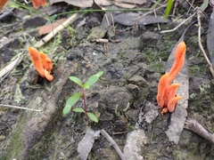 Clavulinopsis sulcata