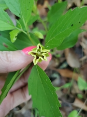 Physalis virginiana