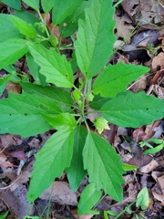 Physalis virginiana