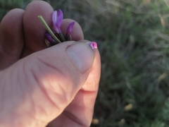 Astragalus ceratoides