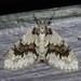 Mottled Gray and Angle-lined Carpet Moths - Photo (c) joannerusso, some rights reserved (CC BY-NC), uploaded by joannerusso