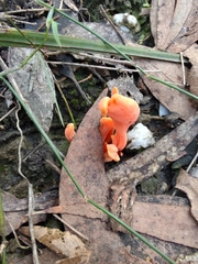 Clavulinopsis sulcata