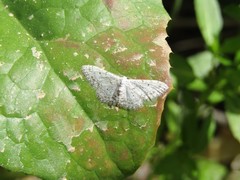 Idaea camparia