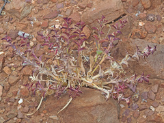 Lapeirousia pyramidalis