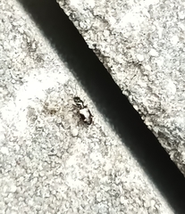 Bembidion quadrimaculatum