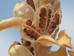 Lapeirousia pyramidalis