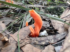 Clavulinopsis sulcata