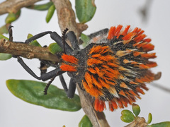 Julodis cirrosa cirrosa