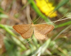 Idaea ochrata
