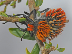 Julodis cirrosa cirrosa