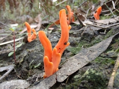 Clavulinopsis sulcata