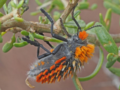 Julodis cirrosa cirrosa