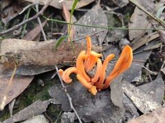 Clavulinopsis sulcata