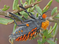 Julodis cirrosa cirrosa