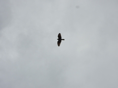 Rupornis magnirostris