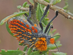 Julodis cirrosa cirrosa