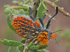 Julodis cirrosa cirrosa