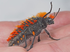 Julodis cirrosa cirrosa