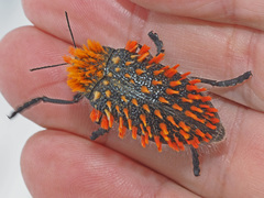 Julodis cirrosa cirrosa