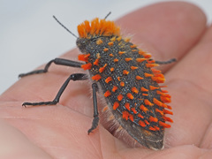 Julodis cirrosa cirrosa