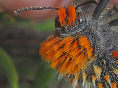 Julodis cirrosa cirrosa