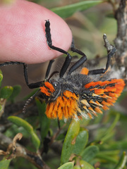 Julodis cirrosa cirrosa