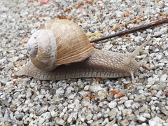 Helix pomatia