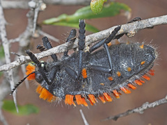 Julodis cirrosa cirrosa