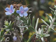 Lobostemon echioides